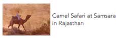 camel safari in samsara in rajasthan jodhpur tour